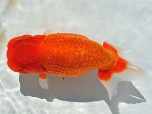 三重らんちう会　東取締　池田正一