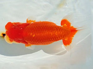 三重らんちう会　西取締　船田伸一