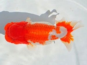 三重らんちう会　東大関　井上　達