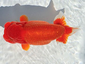 三重らんちう会　西大関　都築正典