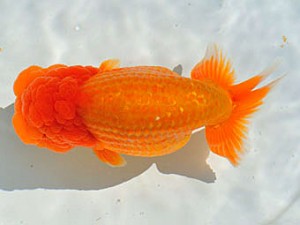 三重らんちう会　立行司　藤波秀文