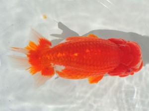 三重らんちう会　東取締　立松大介