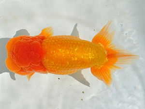 三重らんちう会　西取締　藤波秀文