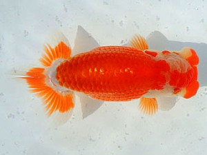 三河金鱗会　東大関　半田　沢田光孝