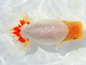 三河金鱗会　西大関　碧南　杉本俊幸