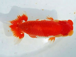 三河金鱗会　立行司　知多　榊原英樹