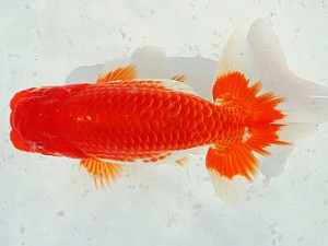 三河金鱗会　東大関　東浦　神谷正基