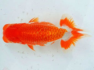 三河金鱗会　西大関　常滑　杉江克己