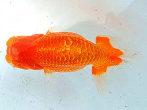 三河金鱗会　立行司　高浜　加藤安正