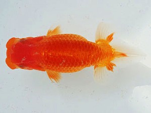 三河金鱗会　東取締　名古屋　高坂春英