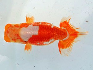 三河金鱗会　西取締　尾張　山田芳人