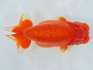 三河金鱗会　西大関　一色　荒井実明