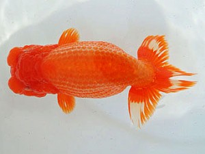 三河金鱗会　立行司　常滑　井上廣太