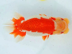 三河金鱗会　東取締　一色　荒井実明