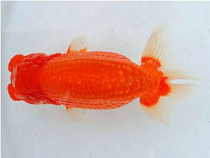 三河金鱗会　西取締　刈谷　松下幸敏