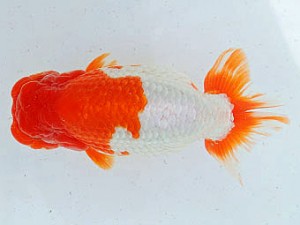 三河金鱗会　西大関　碧南　山本義介