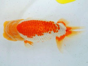 三河金鱗会　立行司　半田　小早川義幸