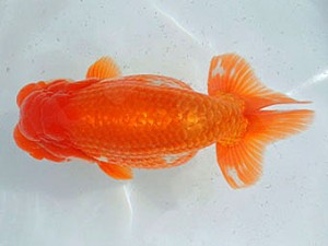 三河金鱗会　東取締　常滑　鯉江正道