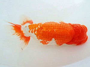 三河金鱗会　西取締　高浜　内藤洋和