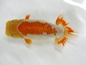 大分県東鱗会　東大関　大分Ｂ　橋岡信行