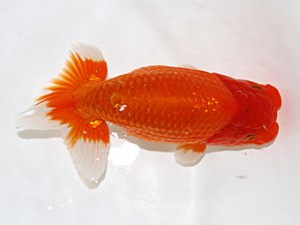 大分県東鱗会　西大関　大分Ｂ　木村昌満