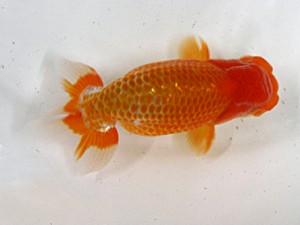 大分県東鱗会　立行司　熊蘭会　太田黒正雄