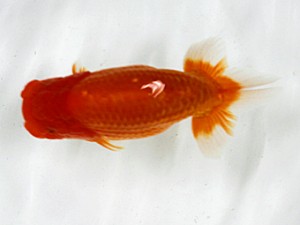 大分県東鱗会　東取締　大分Ｂ　臼杵直樹