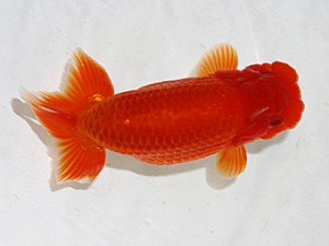 大分県東鱗会　福岡観魚会　木本道白