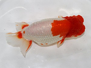 大分県東鱗会　東大関　西日本　埋金龍二