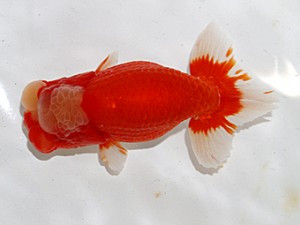 大分県東鱗会　西大関　宮崎　先崎　誠