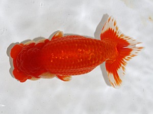 大分県東鱗会　立行司　大分Ｂ　平　宏