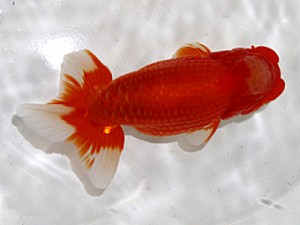 大分県東鱗会　東取締　東鱗会　赤嶺仲治