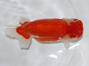 大分県東鱗会　西取締　熊蘭会　日隈豊志