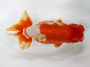 大分県東鱗会　東大関　フリー　柳井憲正