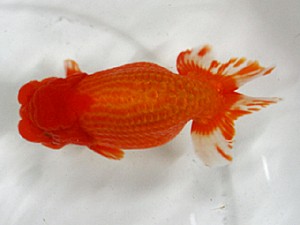 大分県東鱗会　立行司　下関観魚会　堀谷博之