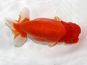 大分県東鱗会　東取締　宮崎　先崎　誠