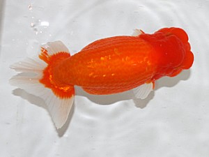 大分県東鱗会　西取締　下関観魚会　堀谷博之