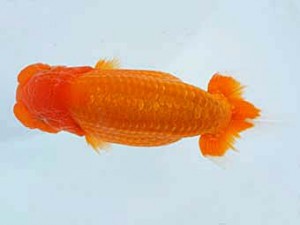 楽友らんちう会　東大関　矢月　矢ヶ崎伸司　堀切