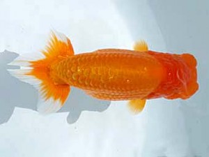 楽友らんちう会　立行司　響　金野一昭　市川