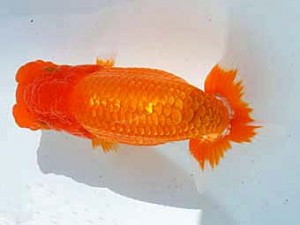 楽友らんちう会　取締一　花見川　大久保義彰　千葉