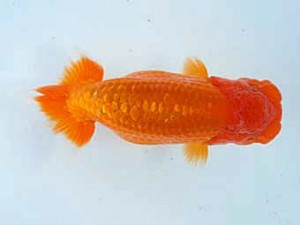 楽友らんちう会　取締二　響　金野一昭　市川