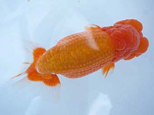 楽友らんちう会　東大関　赤慶　稲村俊明　千代田