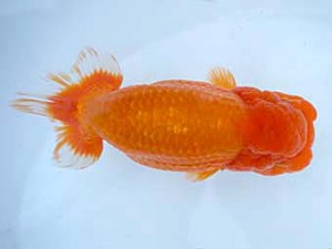 楽友らんちう会　西大関　椿　大久保義彰　千葉