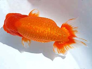 楽友らんちう会　立行司　雅　大久保義彰　千葉