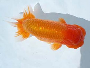 楽友らんちう会　取締一　勝子　勝田育生　佐倉