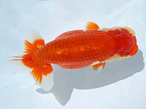 楽友らんちう会　取締二　安房誉　大渕　功　木更津