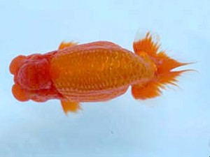 楽友らんちう会　東大関　花見川　大久保義彰　千葉