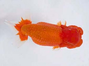 楽友らんちう会　西大関　扇錦　林　和明　足立