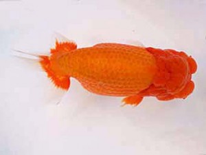 楽友らんちう会　立行司　緋扇　林　和明　足立