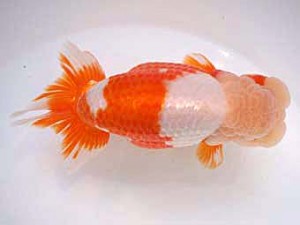 楽友らんちう会　取締一　美波　田中　淳　品川